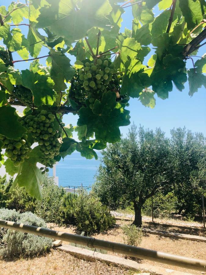 טרוגיר Villa Dani Sea & Pool Apartments מראה חיצוני תמונה